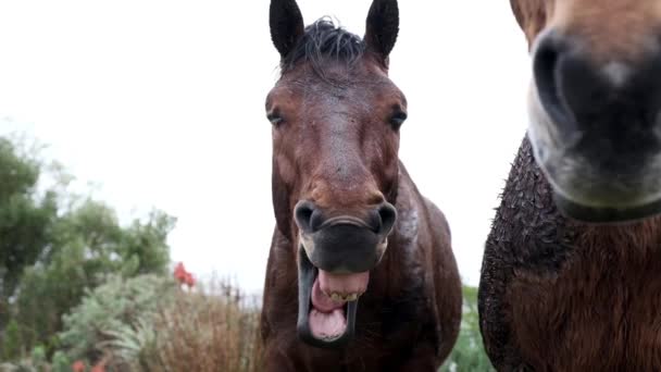 雨の中で歯や舌が立っていることを示す面白い馬のあくび数回 — ストック動画