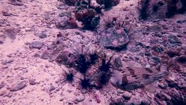 Puffer Fish Swimming Sea Floor Sea Urchins — ストック動画