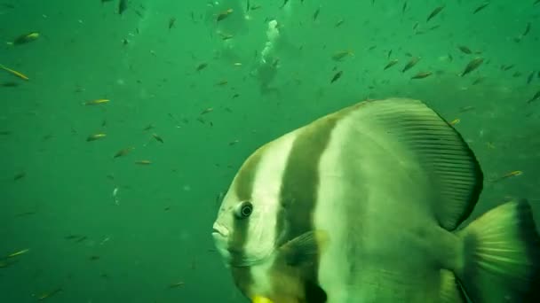 Slow Motion Single Bat Fish Tropical Emerald Green Ocean Scuba — Stock Video