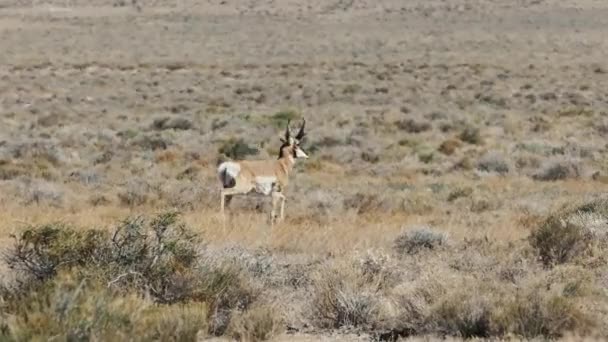 Antelope Running Savanna Hot Day She Stops Looks Camera — Stockvideo