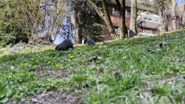 Two Nutrias Coypus Eat Green Grass Public Park City Residential — ストック動画