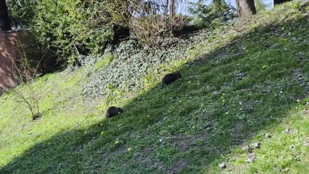 Twee Nutrias Coypus Eten Groen Gras Stad Residentiële Openbare Park — Stockvideo