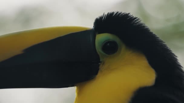 Close Yellow Throated Toucan Head — Wideo stockowe