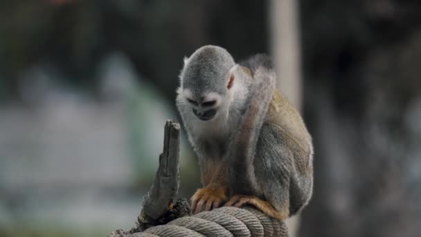 Common Squirrel Monkey Shallow Depth Field Selective Focus Shot — ストック動画