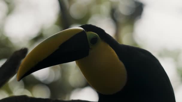 Černomandibled Toucan Headshot Bokeh Nature Ramphastos Ambiguus Selektivní Zaostření Snímku — Stock video
