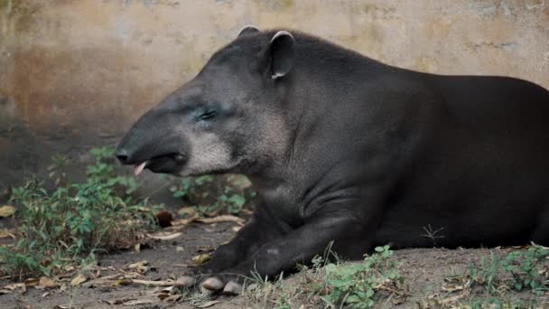 Lazy South American Tapir Lying Amazonian Forest South America Close — Vídeos de Stock