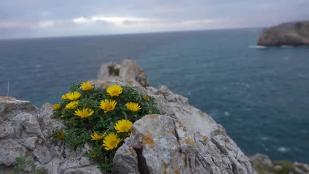 Okyanusa Açılan Bir Kayanın Üzerinde Açan Sarı Çiçekler Anıtlar Anılar — Stok video