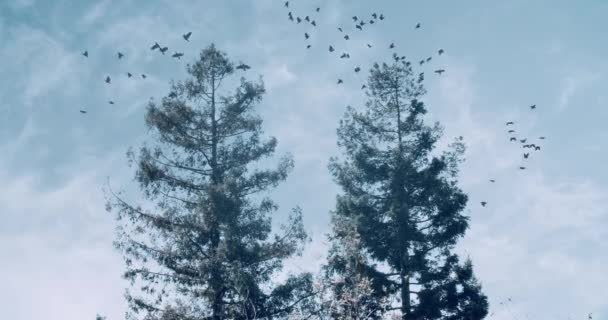 Wide Shot Two Tress Flock Computer Generated Crows Scatter Fly — Vídeo de Stock