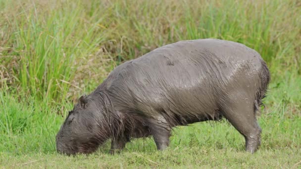 カピバラの成虫は湿地の生息地で草の上の泥の放牧に覆われていた 南アメリカの野生動物 — ストック動画