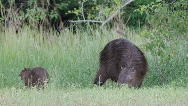 Baby Und Erwachsene Capybaras Grasen Entspannt Während Ein Viehtyrannenvogel Darauf — Stockvideo