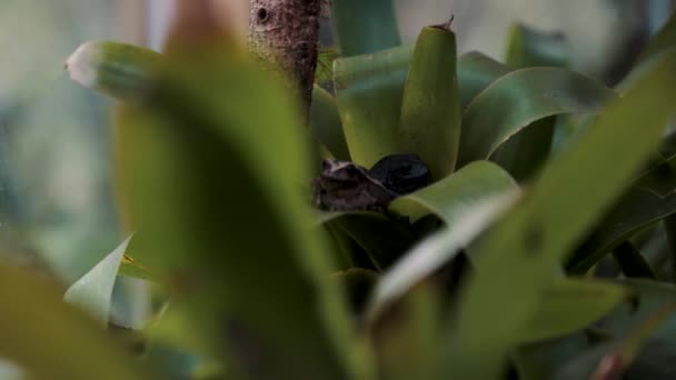 Frogs Hiding Plants Selective Focus — Stockvideo