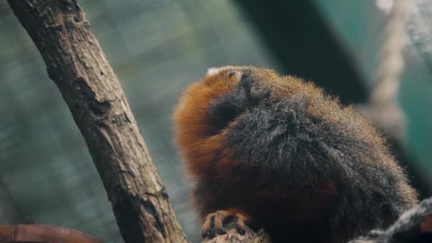 White Tailed Titi Looking Sitting Branch Close — Video