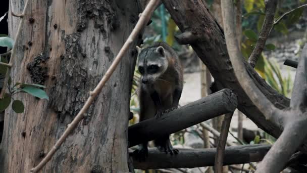 Crab Eating Raccoon South American Raccoon Woods Wide Shot — Stock Video