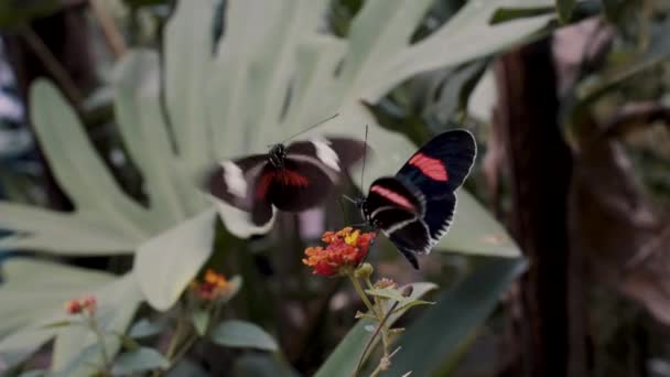 Dwa Motyle Listonosza Jeden Siedzący Kwiatku Drugi Trzepocze Skrzydłami Zbliżenie — Wideo stockowe