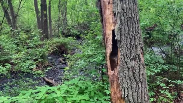Dutina Díra Stromě Úkryt Pro Malá Zvířata Voda Přilehlého Rybníka — Stock video