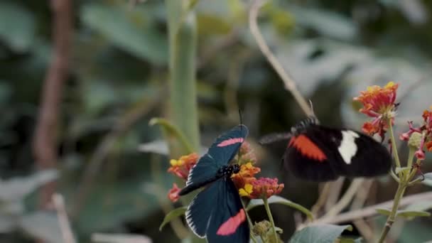 Postman Butterflies Natural Habitat Close — Stock videók