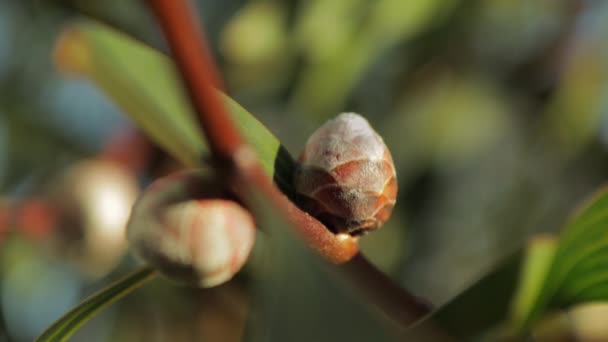 Hakea Laurina Pin Cushion Plant Germogli Close Sole Diurno Maffra — Video Stock