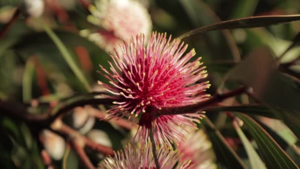 Hakea Laurina Pin Cushion Plant Poruszająca Się Wietrze Sunny Daytime — Wideo stockowe