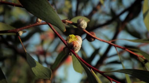 Hakea Laurina Pianta Germoglio Germogliare Giallo Pin Cuscino Fiore Colpo — Video Stock