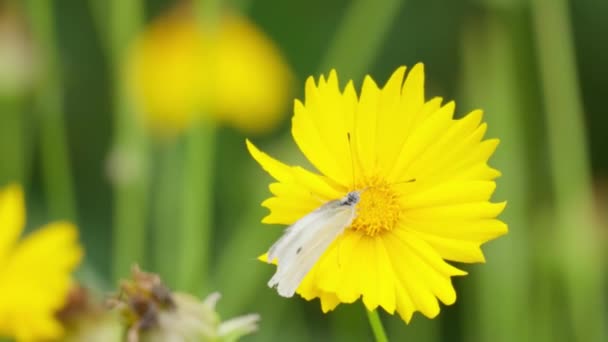 Λάχανο Λευκό Pieris Rapae Πεταλούδα Κίτρινο Λουλούδι Tickseed Macro — Αρχείο Βίντεο