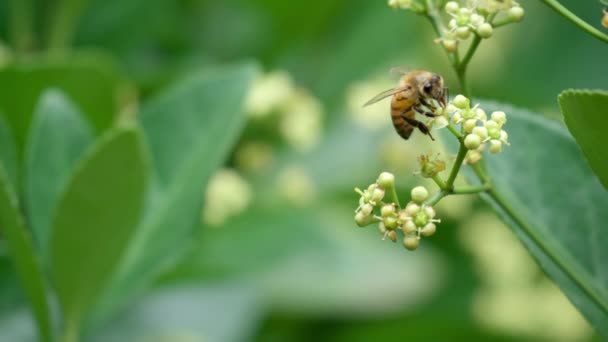 Медовая Пчела Цветке Японского Веретена Euonymus Japonicus Макрос — стоковое видео