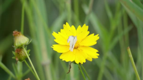 Pieris Rapae Butterfly Siched Yellow Daisy Nasiona Tickseed Kwiat Jedzenie — Wideo stockowe