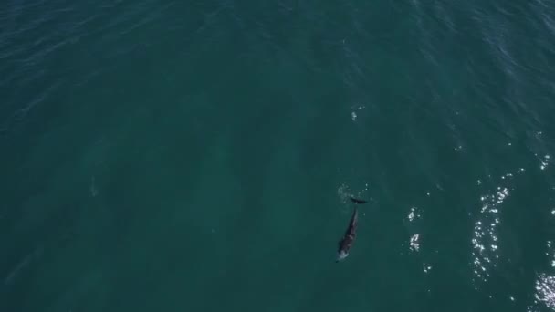 Lone Bottlenose Dolphin Swimming Calm Blue Sea Tursiops Truncatus Fingal — Stock Video