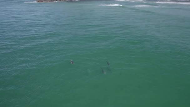 Pod Delfín Nariz Botella Mar Azul Tursiops Truncatus Tasman Sea — Vídeos de Stock