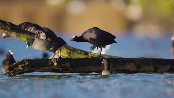 Territorial Common Coot Showing Dominance Another Low Angle Static Shot — Stock Video