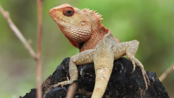 Lizard Tree Waiting Food — Vídeo de stock