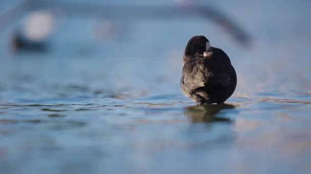 Eurasia Coot Memangkas Bulu Sambil Berdiri Perairan Dangkal — Stok Video