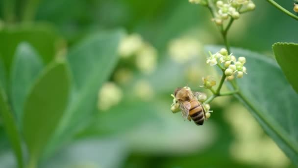 Honey Bee Taking Nectar Euonymus Japonicus White Flower Bloom Macro — Vídeos de Stock