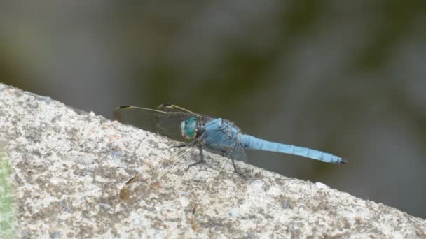 Blue Dragonfly Perched Concrete Wall Turn Head Close — ストック動画