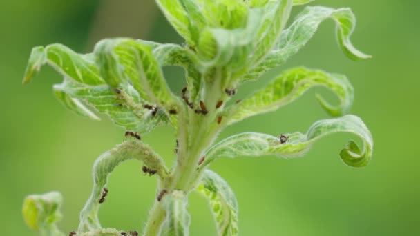 Aphid Eats Leaves Green Plant Close — Stockvideo