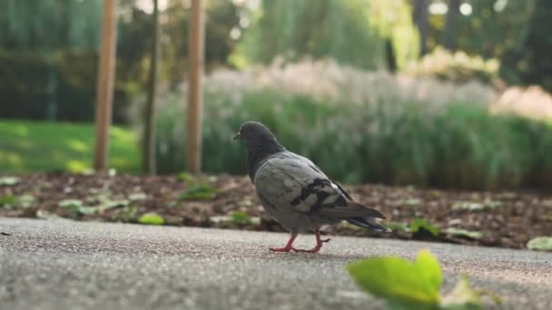 Pigeon Slowly Walking Pavement Park Surrounded Greenery Leaf Foreground Vienna — ストック動画