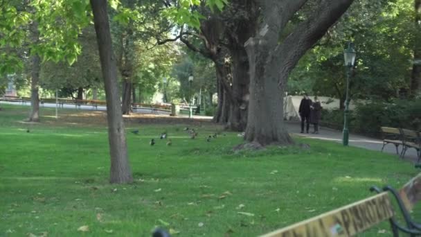 Stadtpark Viena Durante Día Pájaros Caminando Sobre Hierba Gente Tomando — Vídeos de Stock