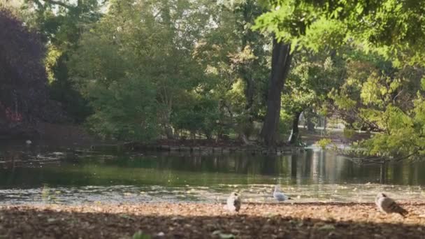 Birds Flying Sitting Next Lake Surrounded Trees Nature Golden Hour — ストック動画