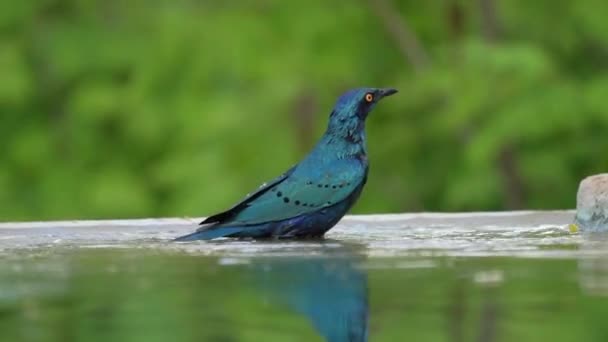 Daha Büyük Mavi Kulaklı Starling Lamprotornis Chalybaeus Suda Banyo Yapıyor — Stok video