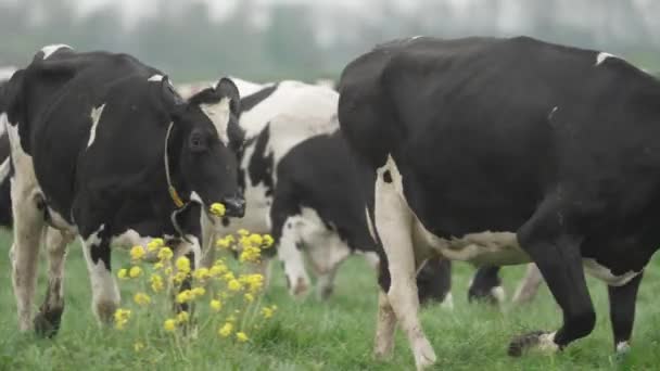 Happy Dutch Cows Released Field Spring Dancing Joy Slow Motion — Vídeos de Stock