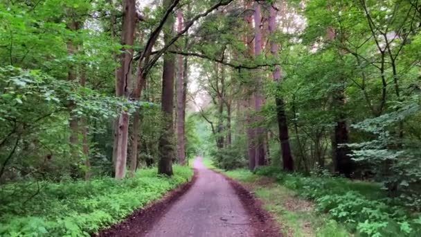 Pequeño Camino Forestal Con Asfalto Viejo Bosque Mixto Los Alrededores — Vídeo de stock