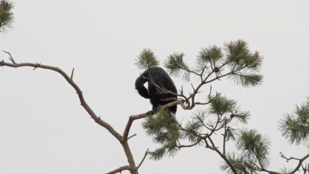 Jediný Černý Kormorán Pták Větvi Jeho Přirozeném Prostředí Polsku — Stock video