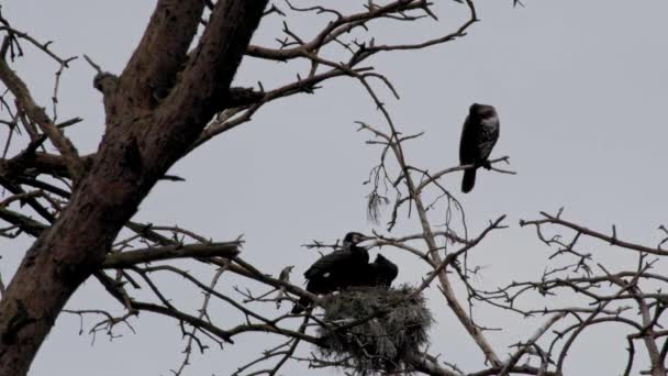 Rodzina Czarnych Ptaków Kormoranów Gnieździe Naturalnym Środowisku Polski — Wideo stockowe