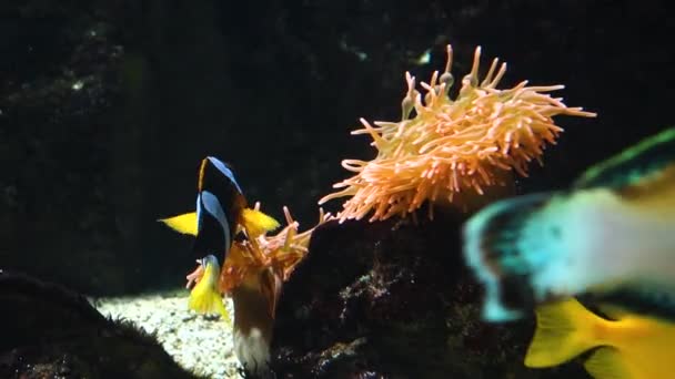 Πολύχρωμα Ψάρια Από Κοραλλιογενή Ύφαλο Ενδιαίτημα Και Ανεμώνη Υποθαλάσσια Άγρια — Αρχείο Βίντεο