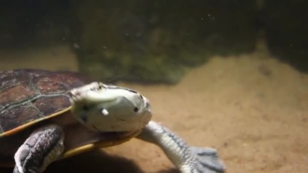 Tortuga Cabeza Sapo Tuberculada Mesoclemmys Tuberculata Acuario Vista Cerca — Vídeos de Stock