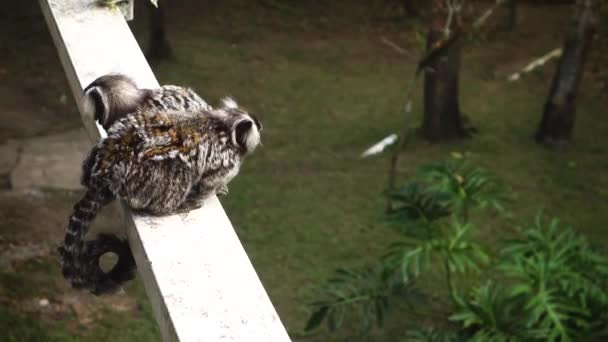 Zwei Neugierige Äffchen Brasilianische Affen Starren Herum — Stockvideo