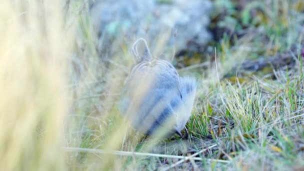 Plumbeous Sierra Finch Feeding Seeds Slow Motion Eye Level View — 图库视频影像