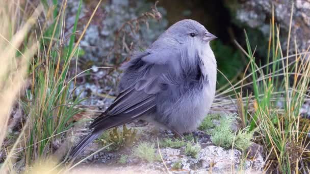 Plumbeous Sierra Finch Geospizopsis Unicolor Standing Rocky Terrain Mountains Windy — Stockvideo