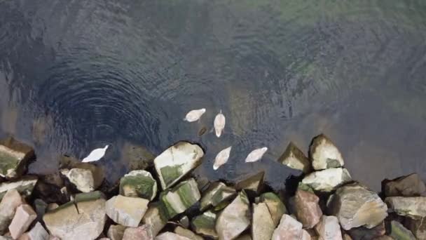 Vista Arriba Hacia Abajo Familia Los Cisnes Comiendo Algas Rocas — Vídeos de Stock