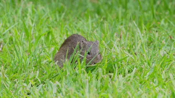 Porquinho Brasileiro Bonito Cavia Aperea Comendo Deliciosa Grama Verde Fresca — Vídeo de Stock