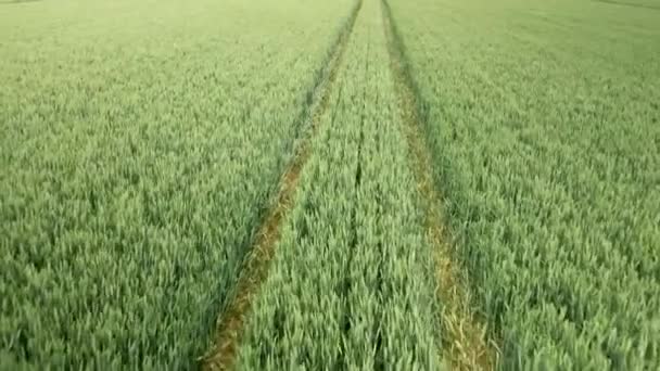 Aerial Push Green Wheat Crop Fields Rural Agricultural Land Low — Stockvideo